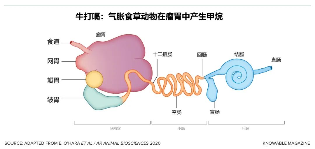 牛嗝治理大作战：全球变暖的另类解决方案