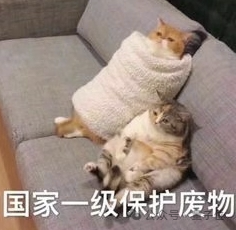 “猫猫运动方程”首次被科学家破解，登上《美国物理学杂志》